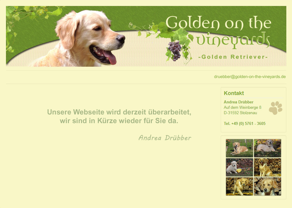 Golden on the Vineyards